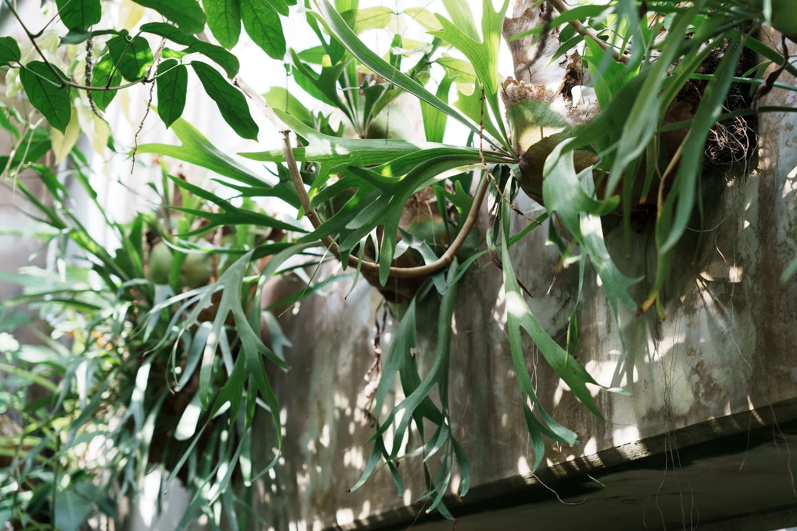 神代植物公園-19.jpg