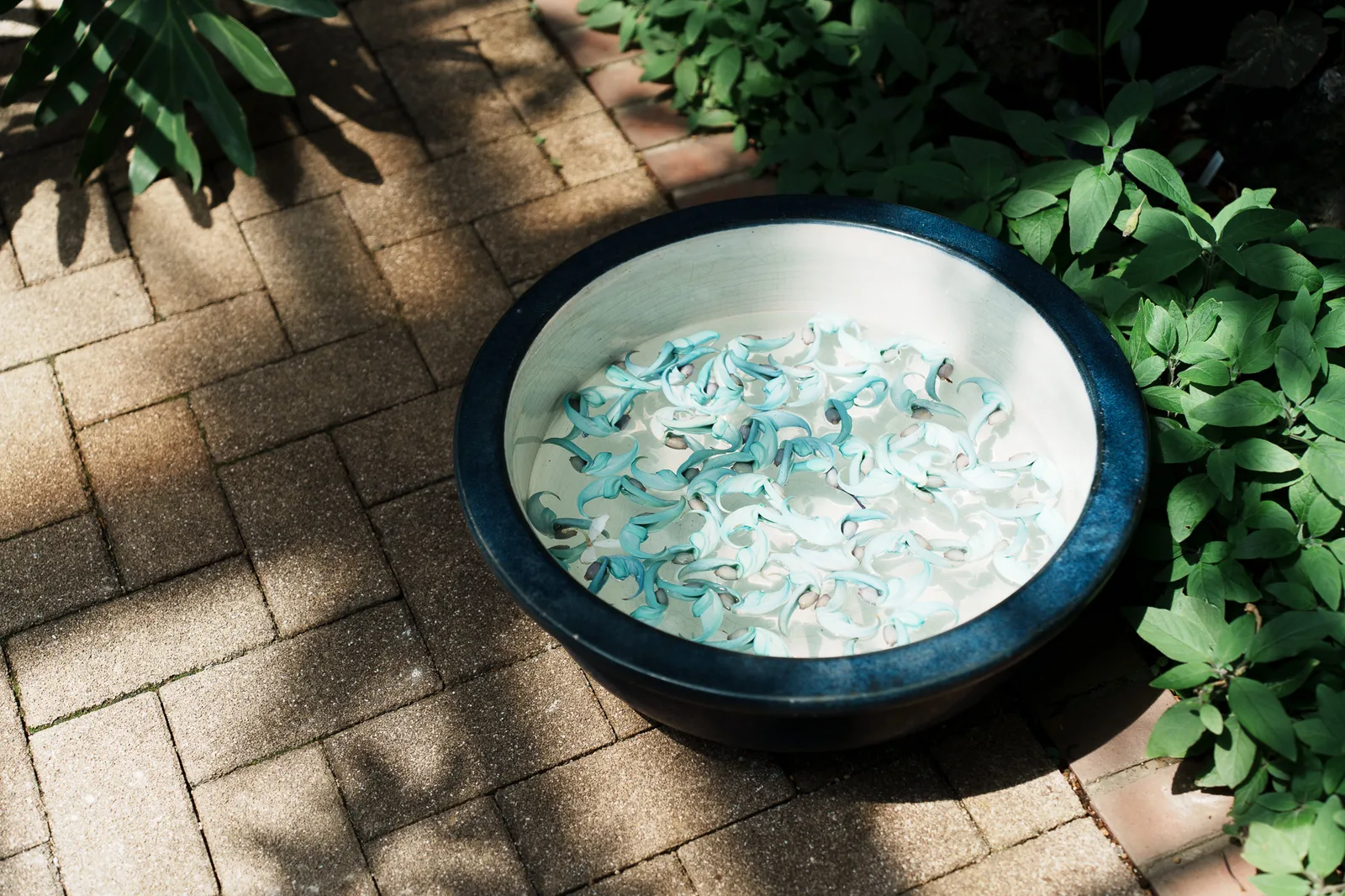 神代植物公園-20.jpg