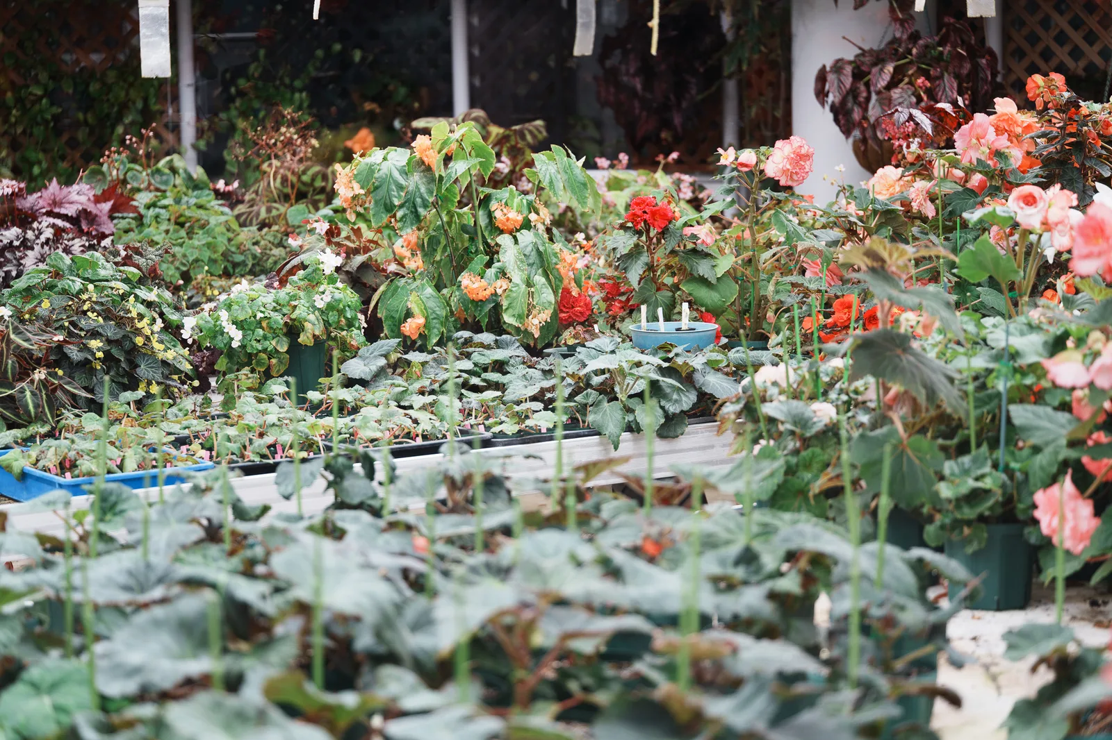 神代植物公園-48.jpg