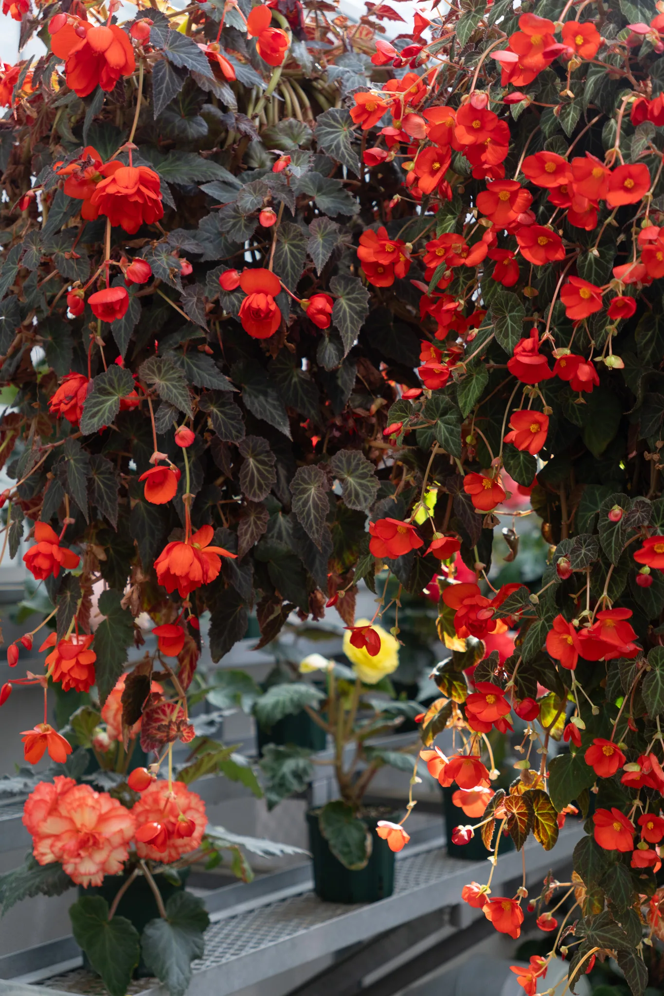 神代植物公園-26.jpg