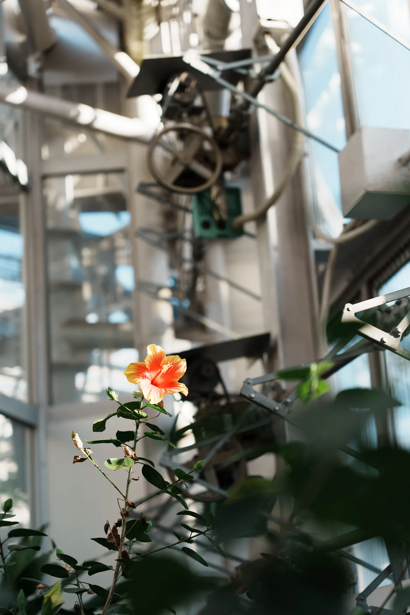 神代植物公園-37.jpg
