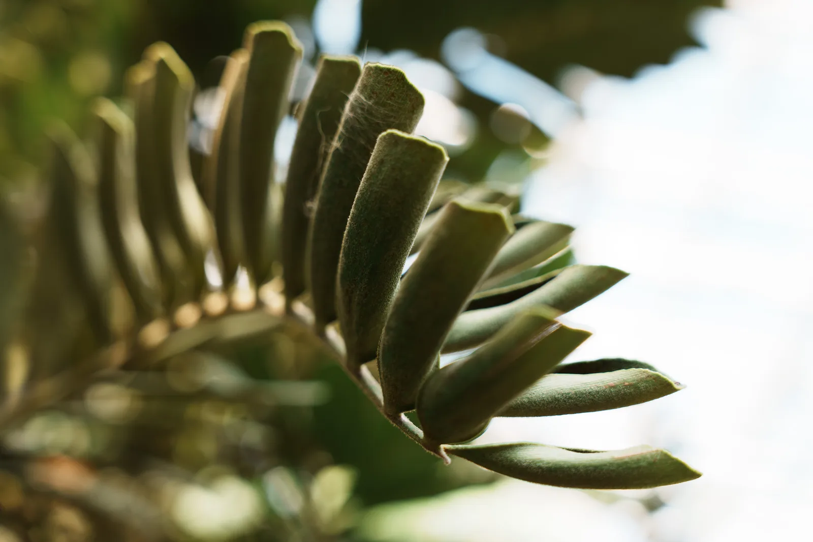 神代植物公園-18.jpg
