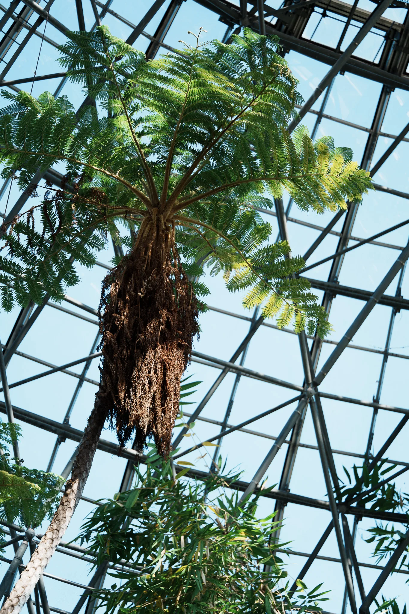 夢の島熱帯植物館-22.jpg