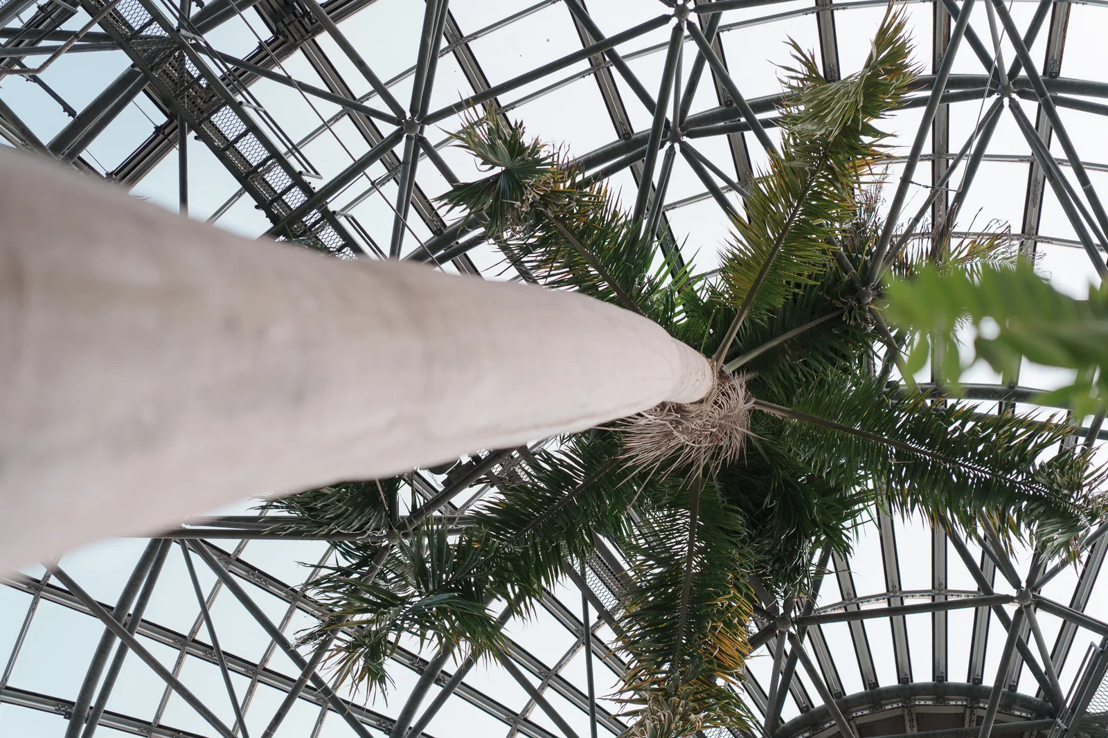夢の島熱帯植物館-18.jpg
