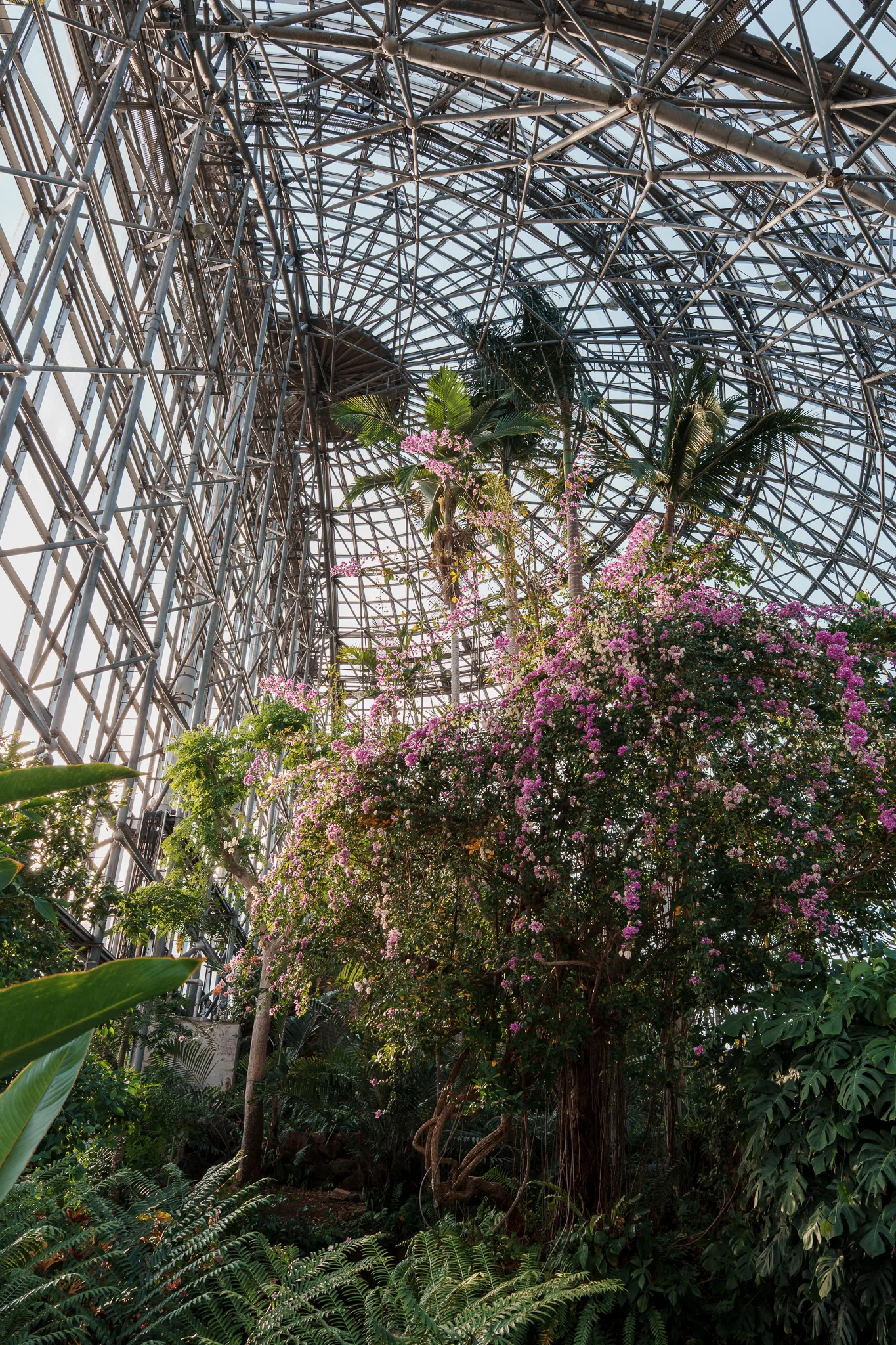 夢の島熱帯植物館-05.jpg