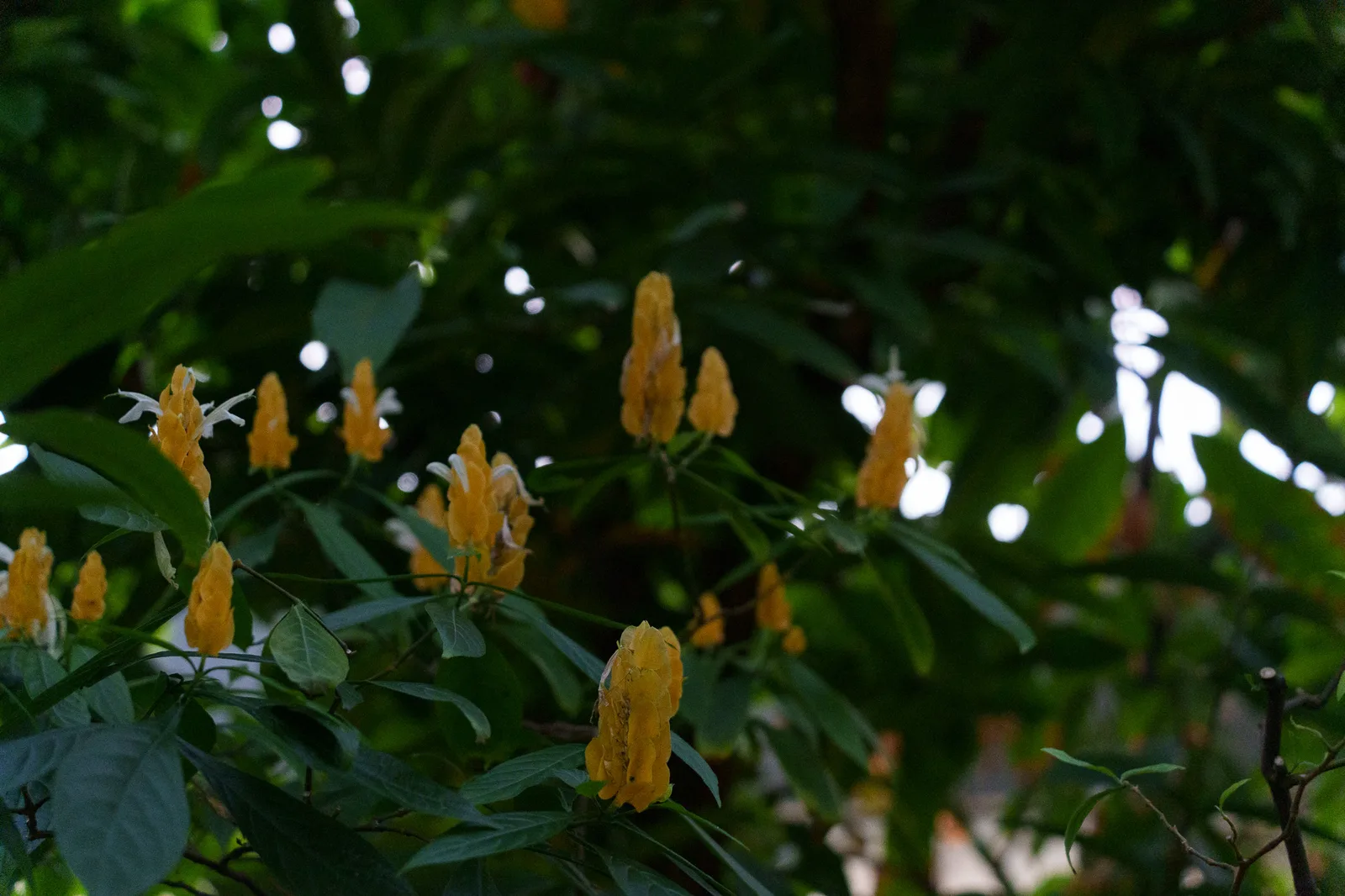 夢の島熱帯植物館-47.jpg