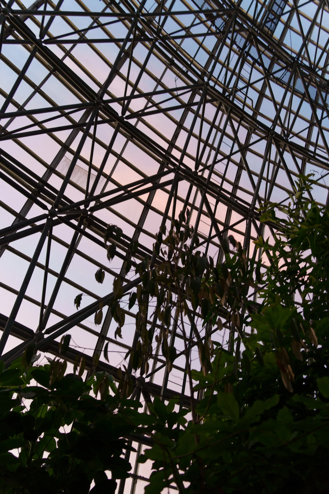 夢の島熱帯植物館-43.jpg