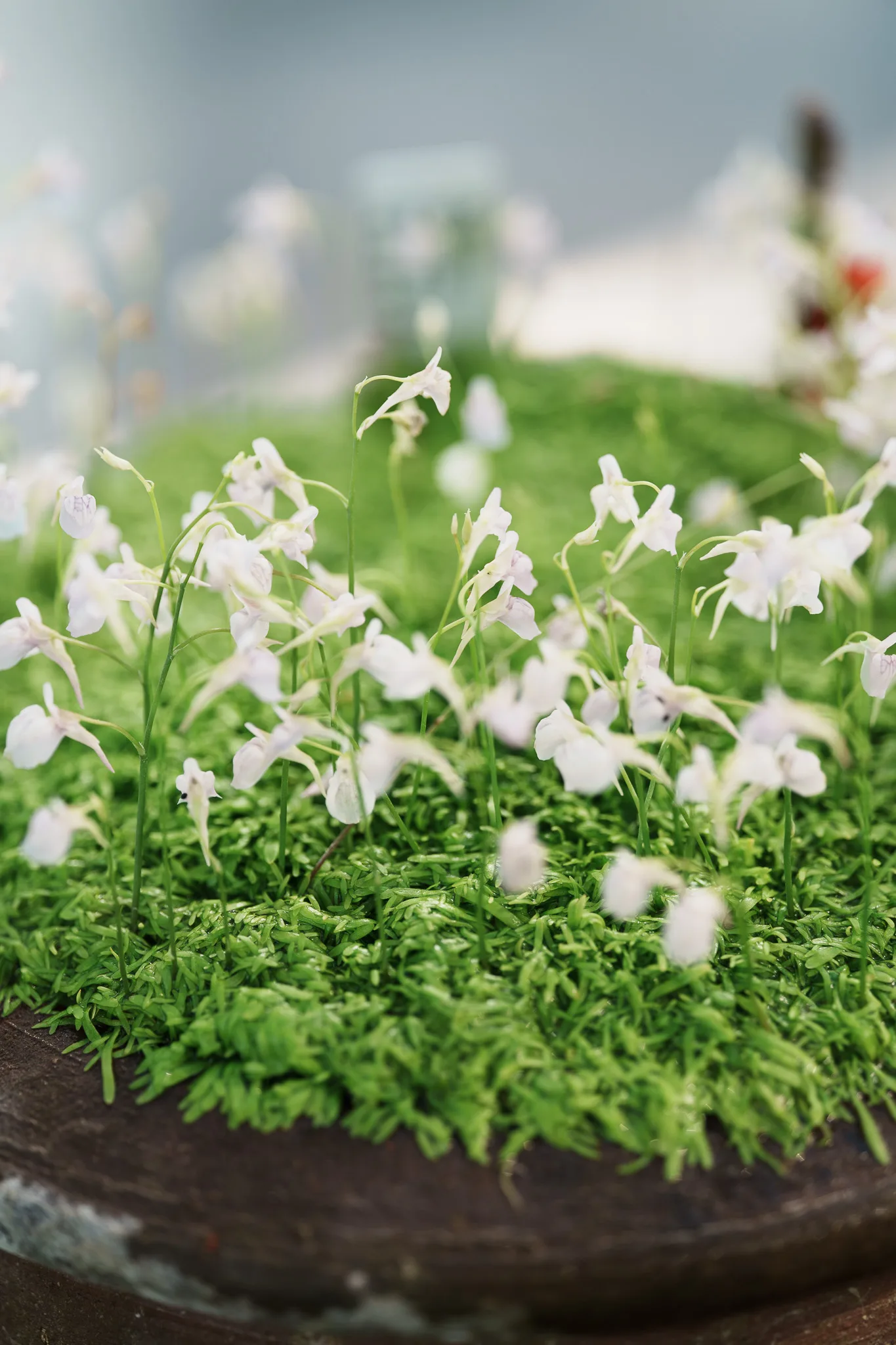 夢の島熱帯植物館-25.jpg