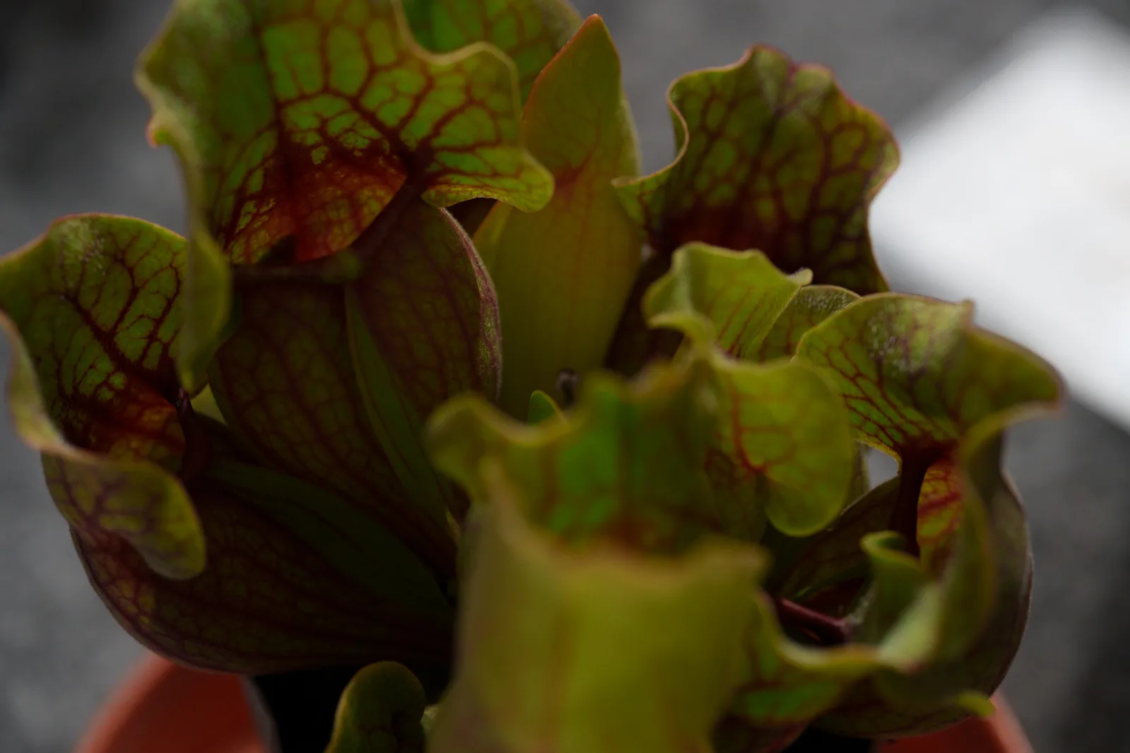夢の島熱帯植物館-50.jpg