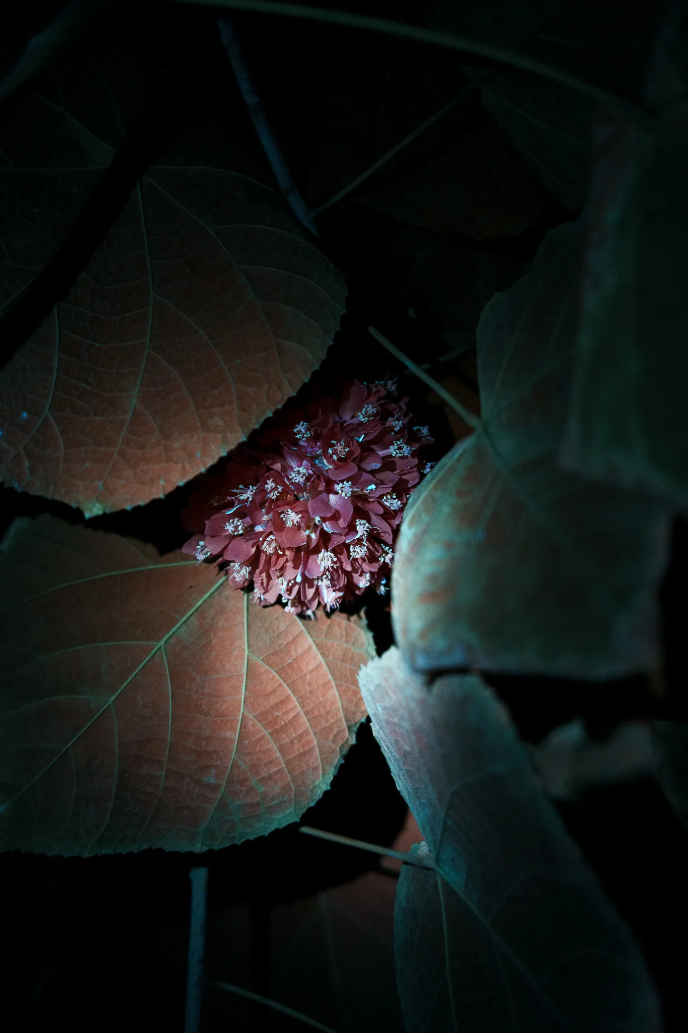 夢の島熱帯植物館-58.jpg