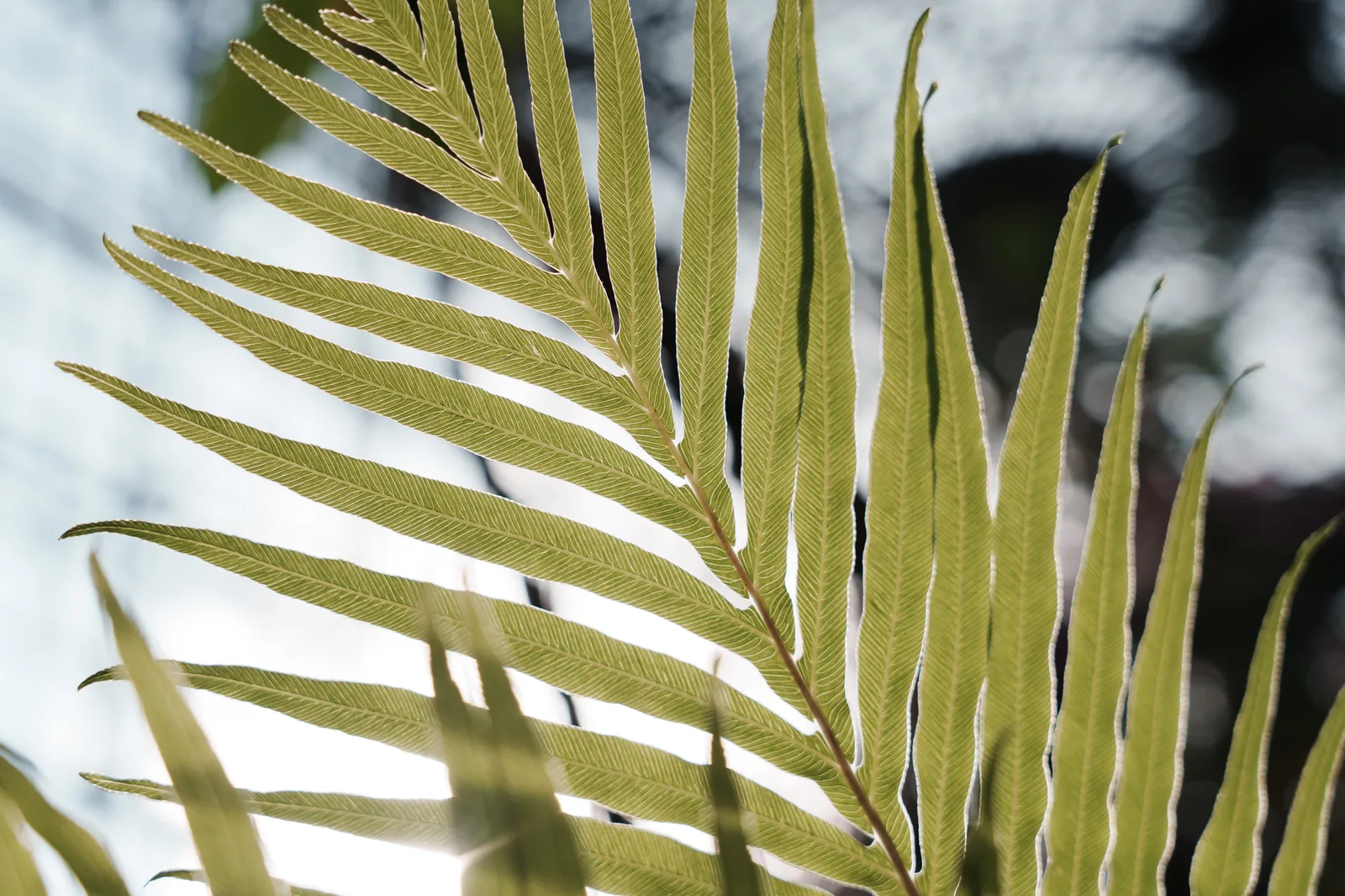 夢の島熱帯植物館-09.jpg