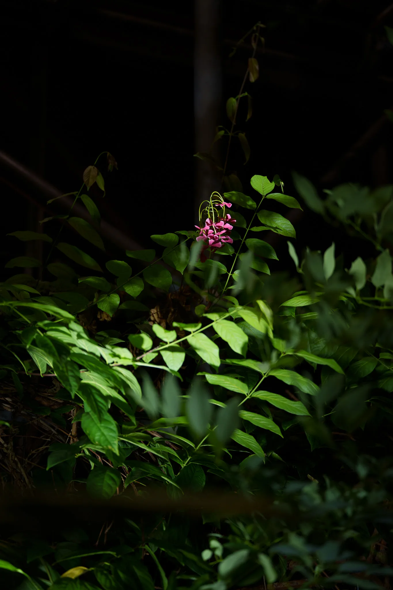 夢の島熱帯植物館-56.jpg
