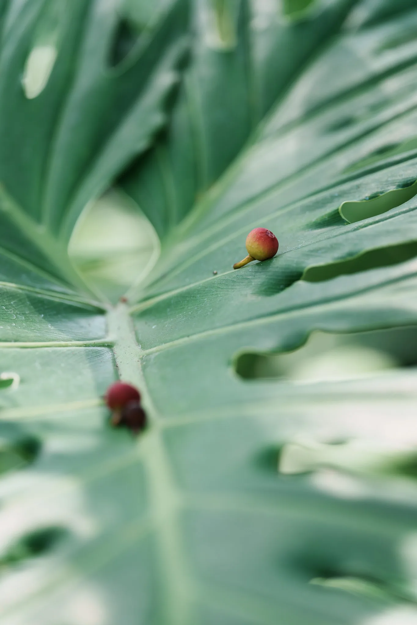 夢の島熱帯植物館-06.jpg