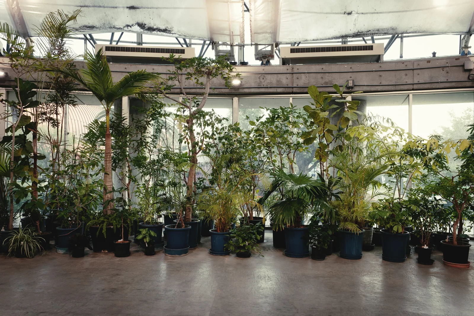 夢の島熱帯植物館-32.jpg