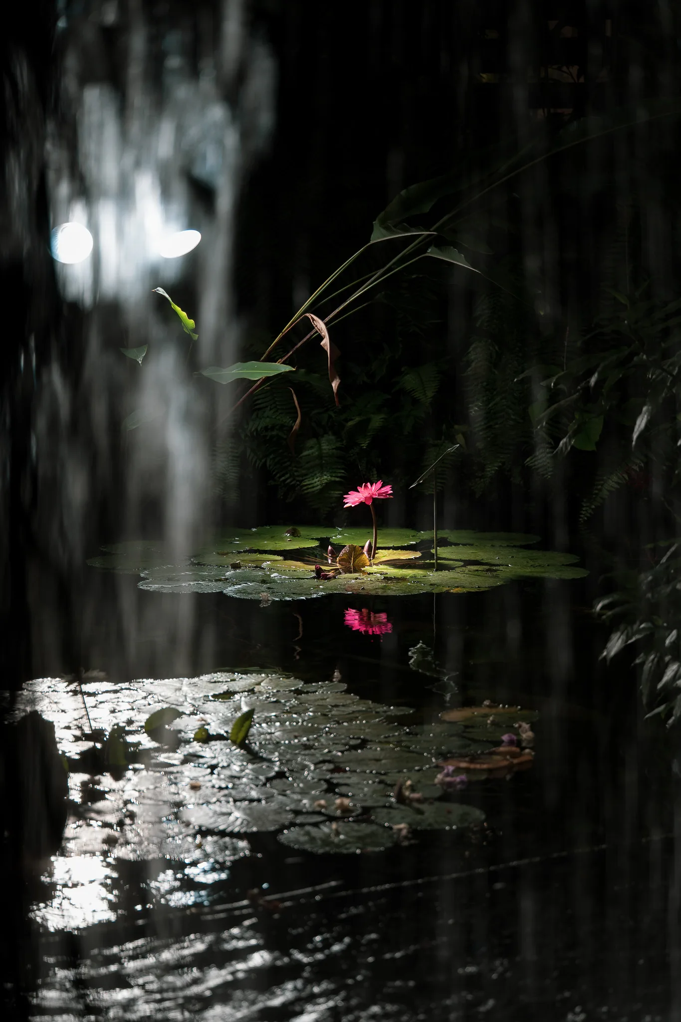 夢の島熱帯植物館-55.jpg