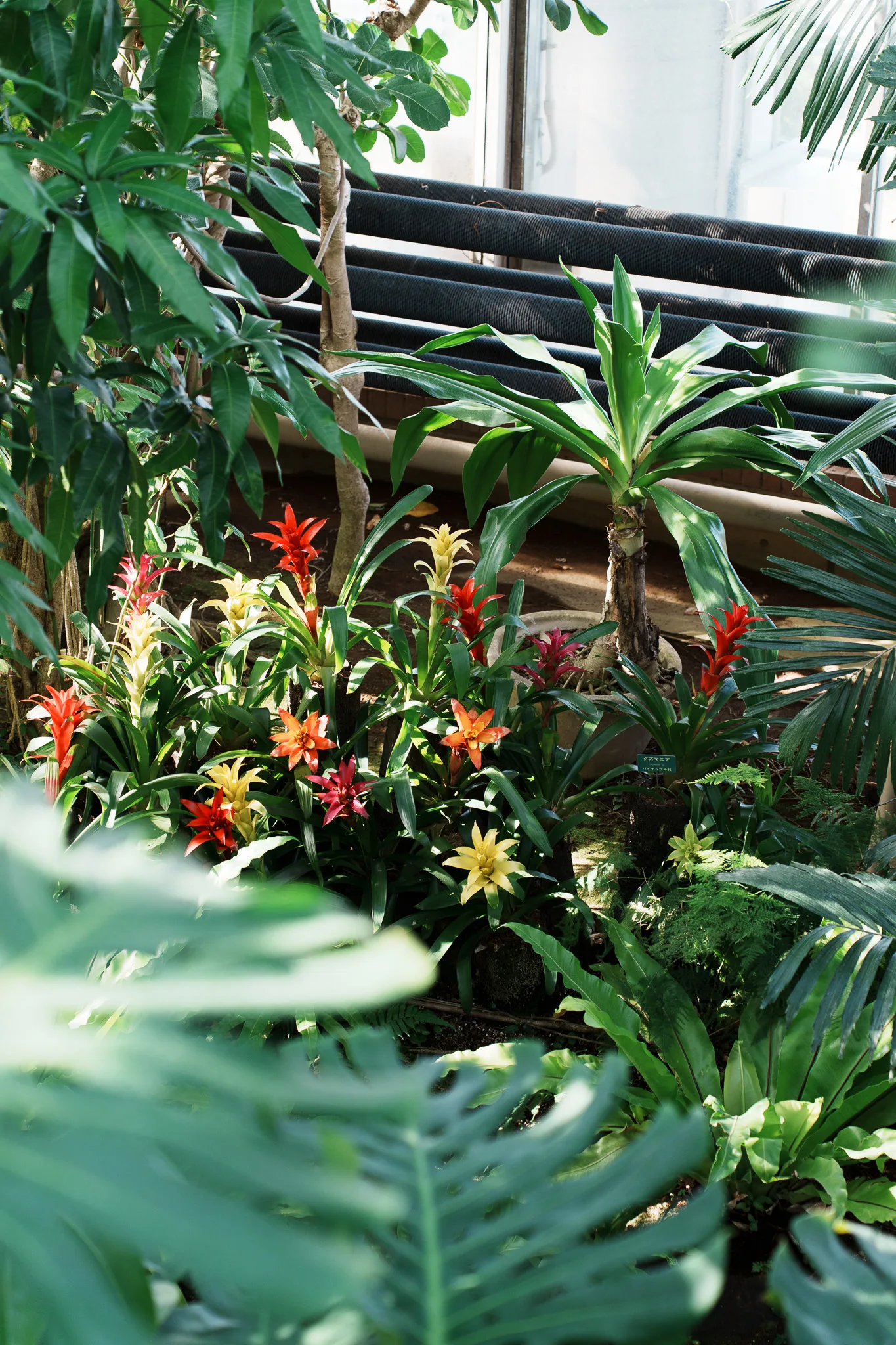 夢の島熱帯植物館-16.jpg