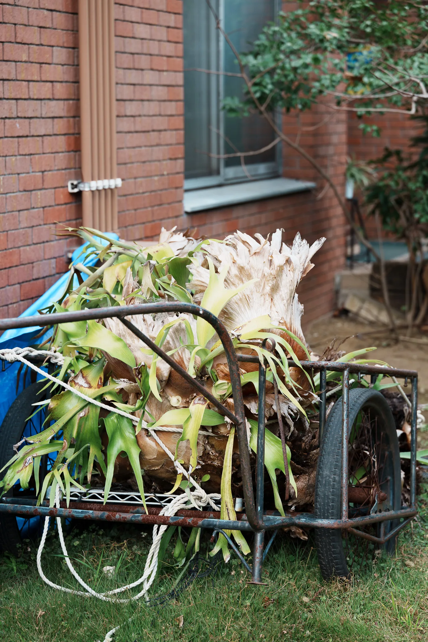 夢の島熱帯植物館-60.jpg