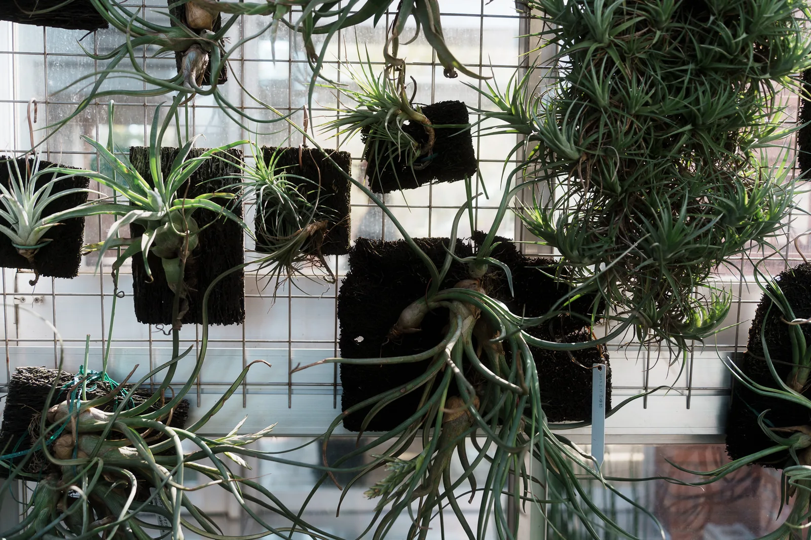 夢の島熱帯植物館-28.jpg