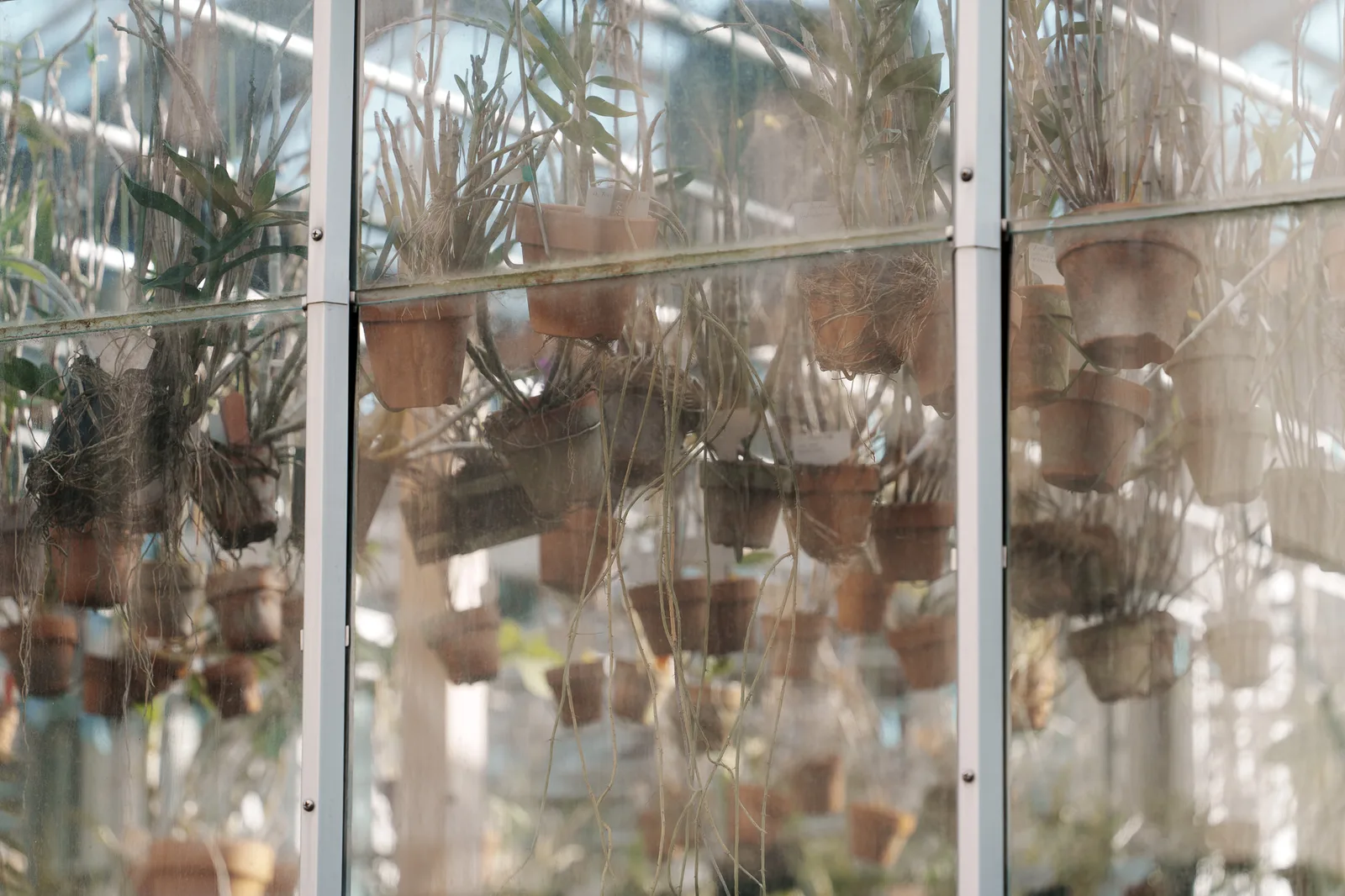 筑波実験植物園-38.jpg