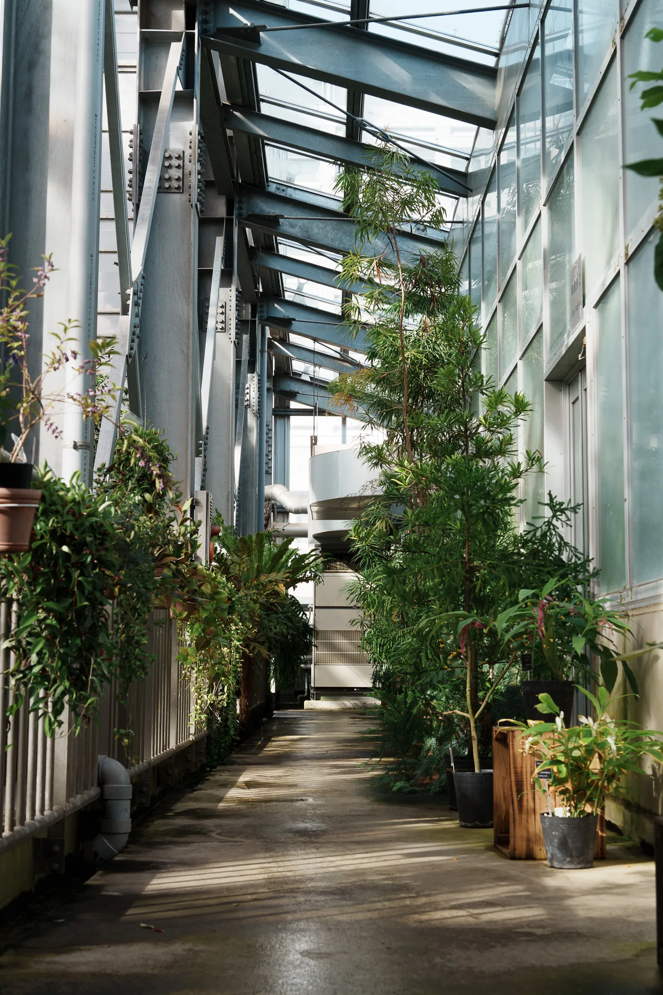 筑波実験植物園-25.jpg