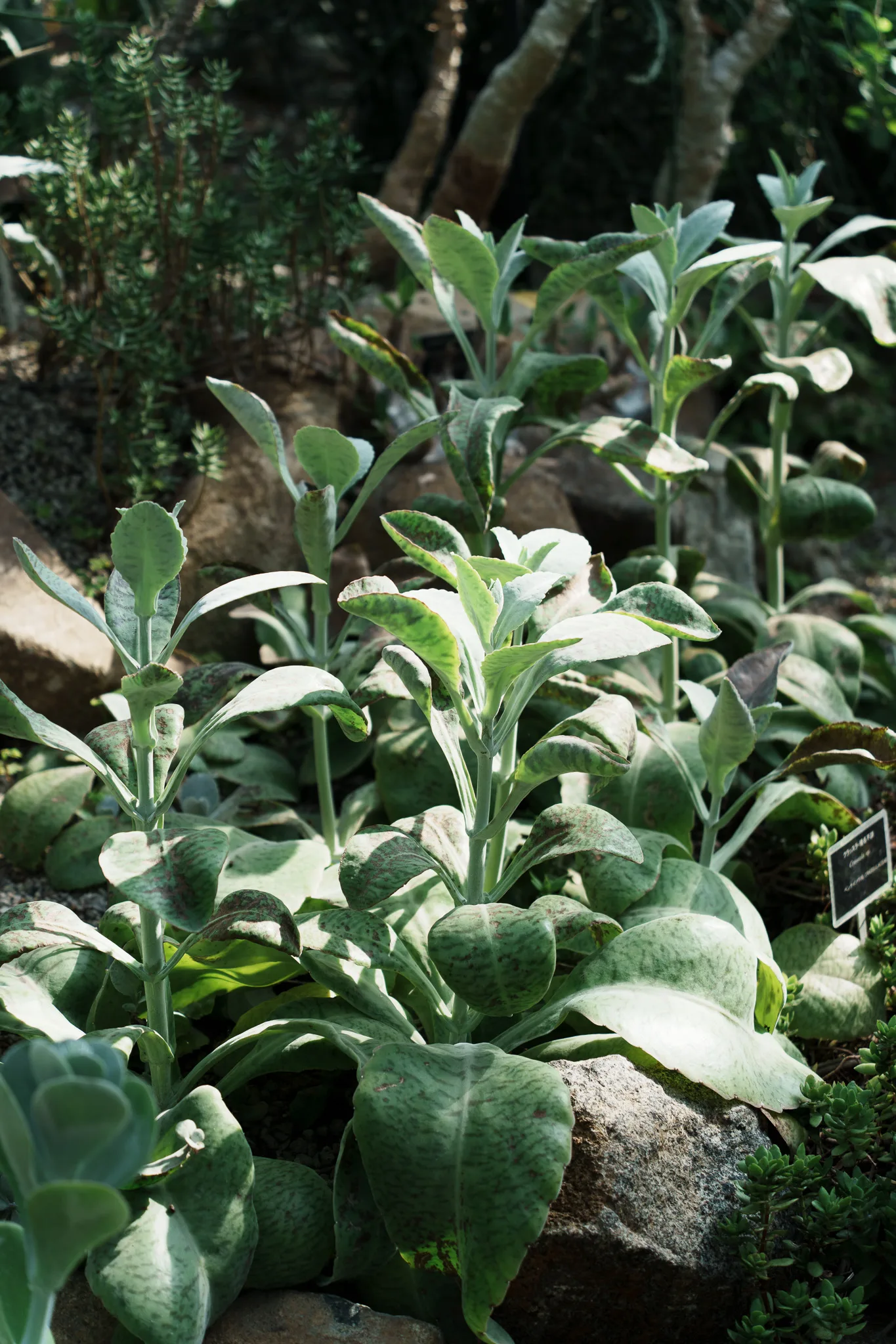 筑波実験植物園-32.jpg
