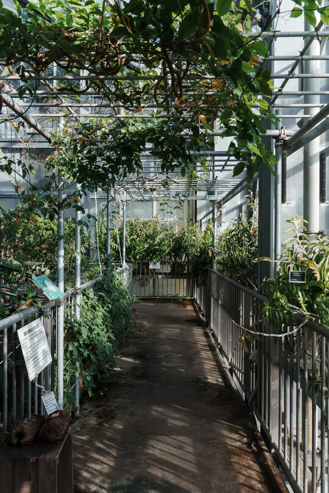 筑波実験植物園-14.jpg