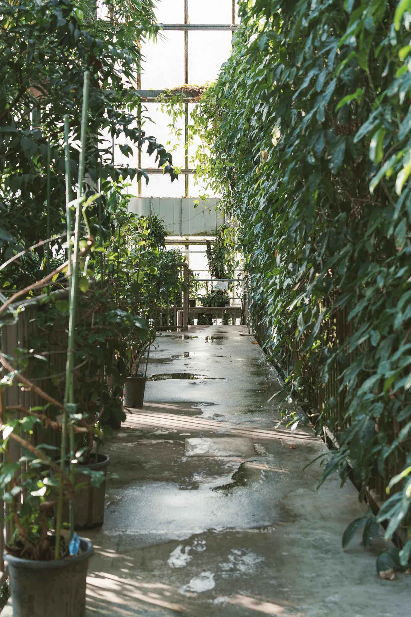 筑波実験植物園-19.jpg