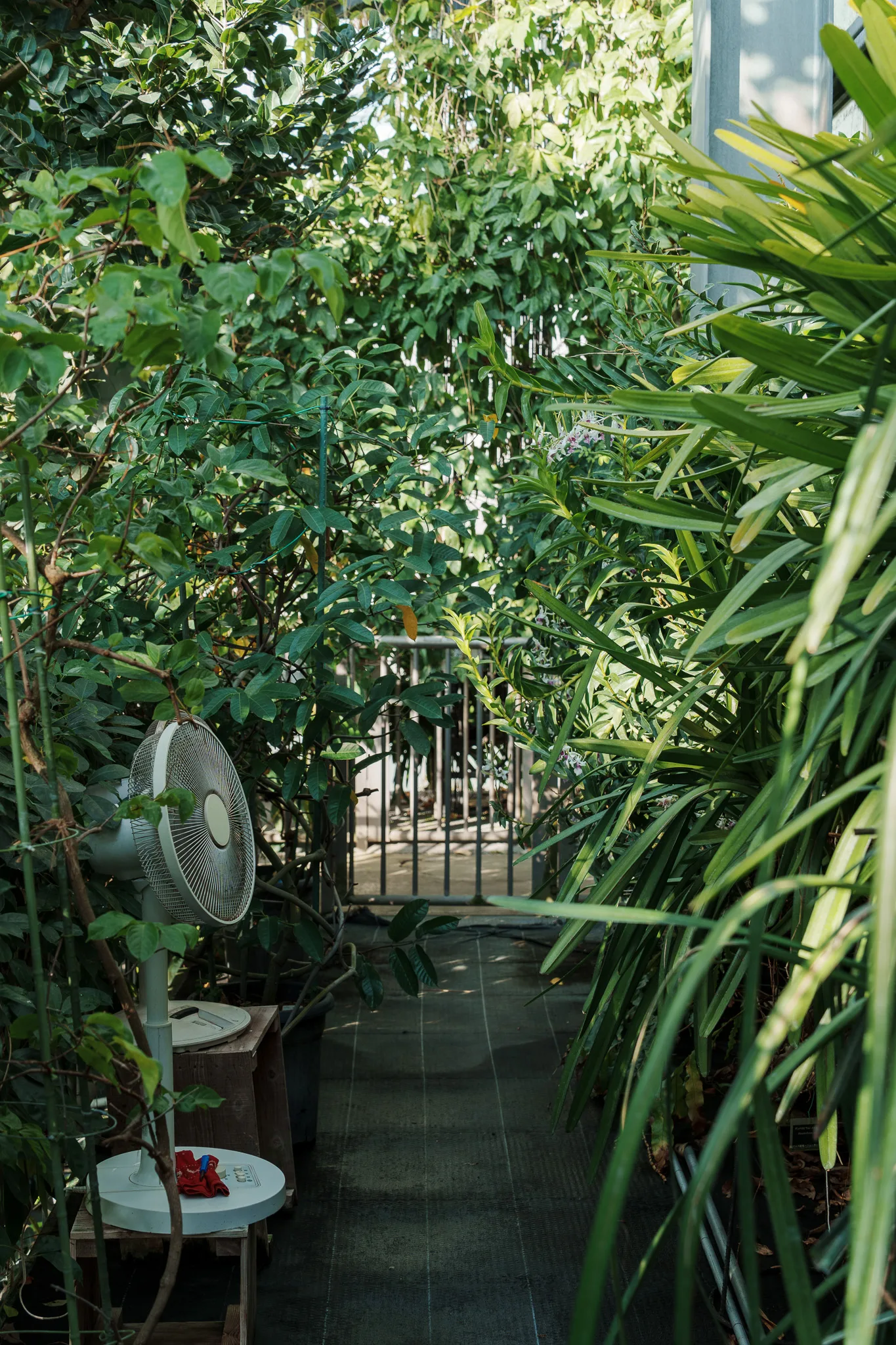 筑波実験植物園-16.jpg