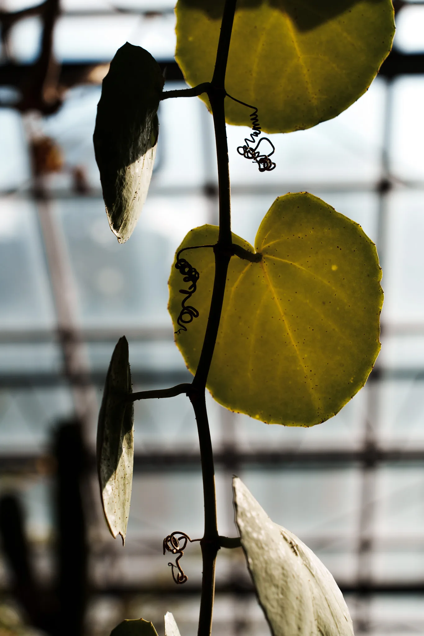 筑波実験植物園-11.jpg