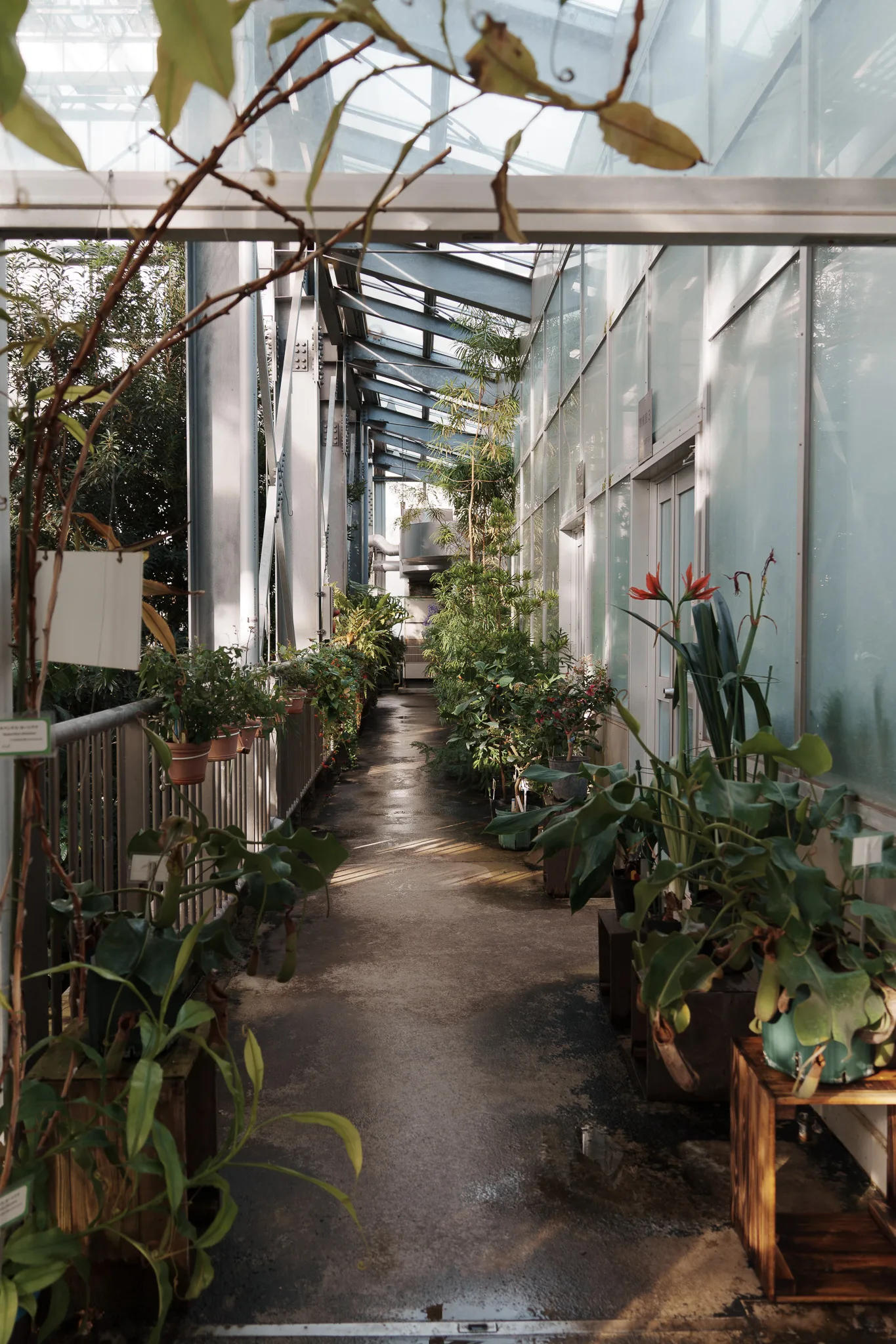 筑波実験植物園-21.jpg