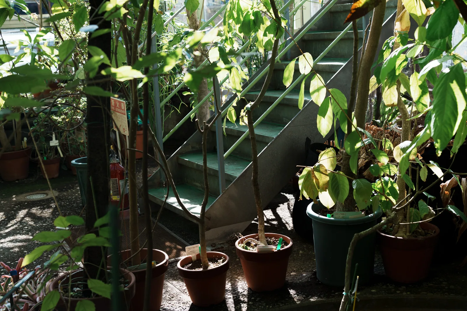 昭和薬科大学薬用植物園-15.jpg