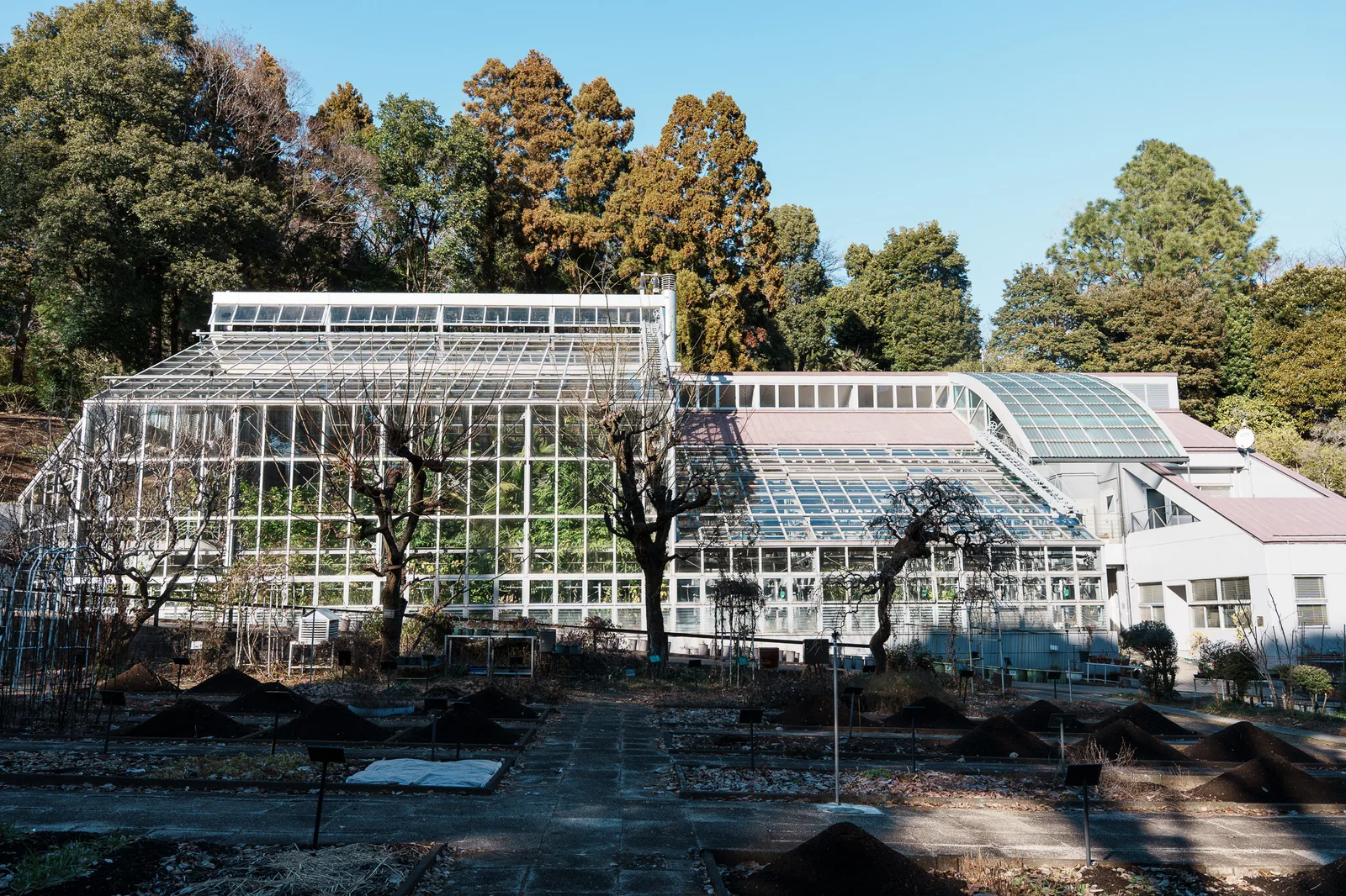 昭和薬科大学薬用植物園-01.jpg
