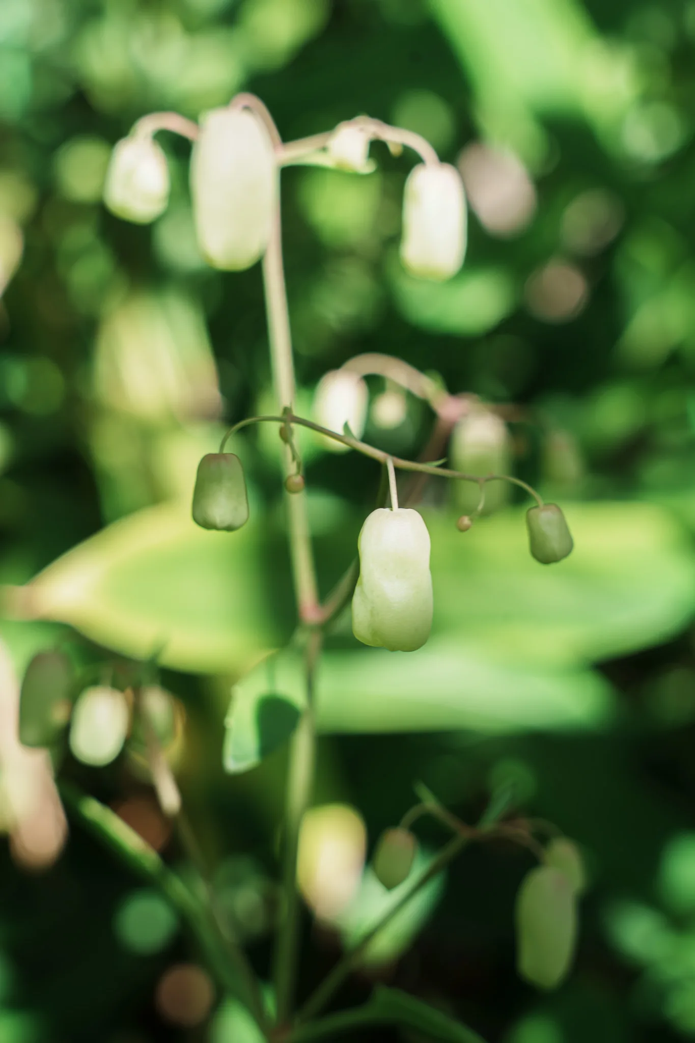 昭和薬科大学薬用植物園-09.jpg