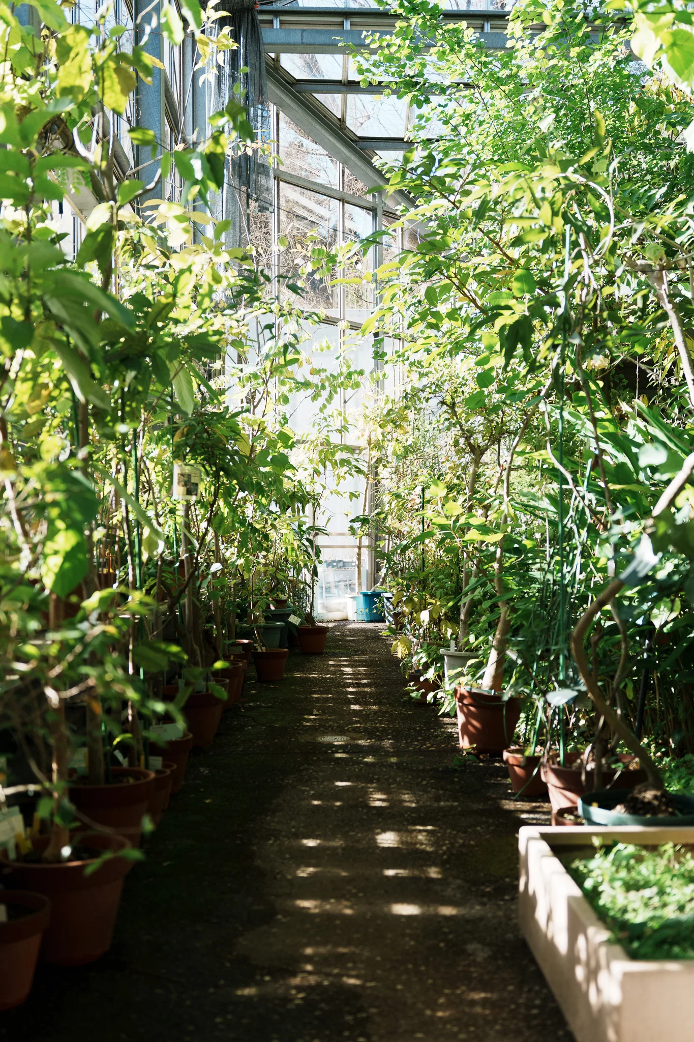 昭和薬科大学薬用植物園-08.jpg