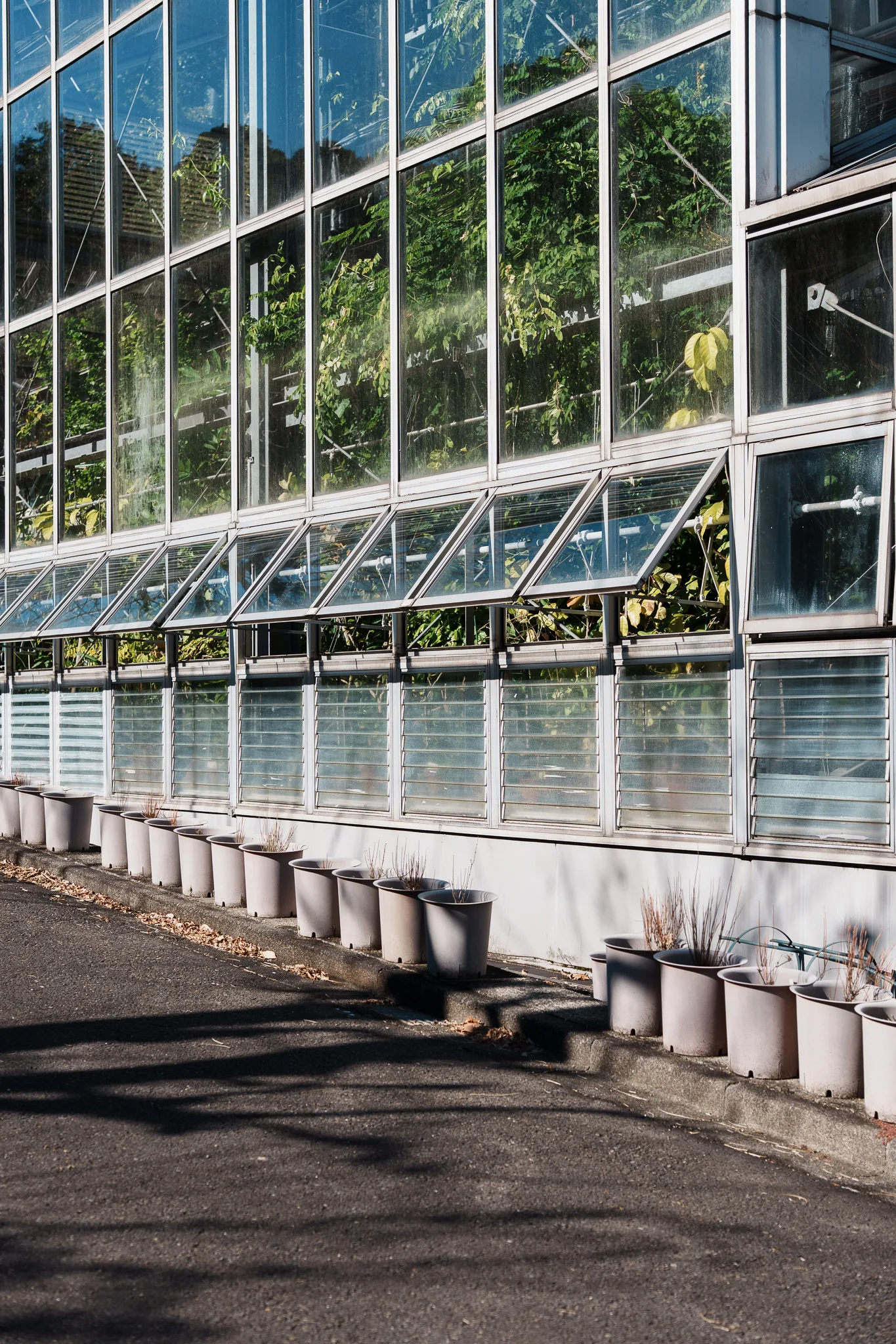 昭和薬科大学薬用植物園-02.jpg