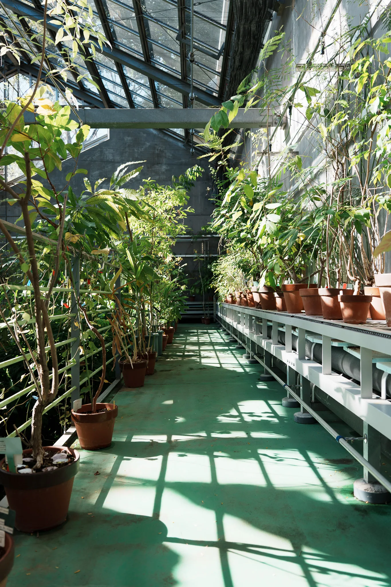 昭和薬科大学薬用植物園-18.jpg