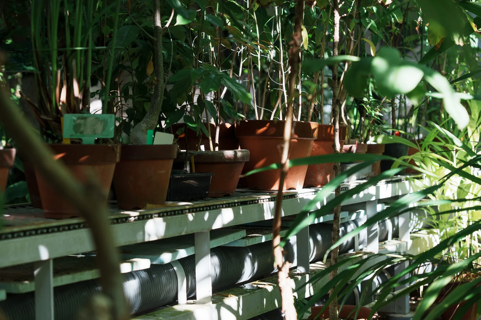 昭和薬科大学薬用植物園-11.jpg