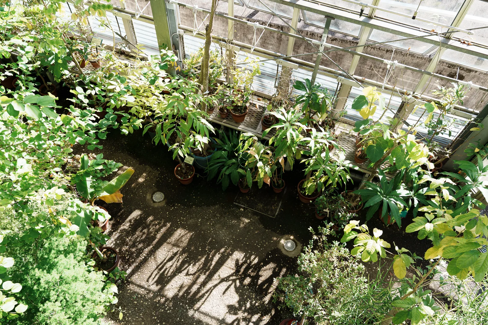 昭和薬科大学薬用植物園-13.jpg