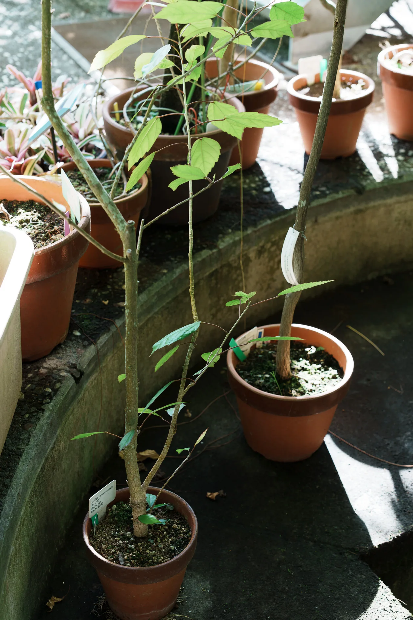 昭和薬科大学薬用植物園-14.jpg