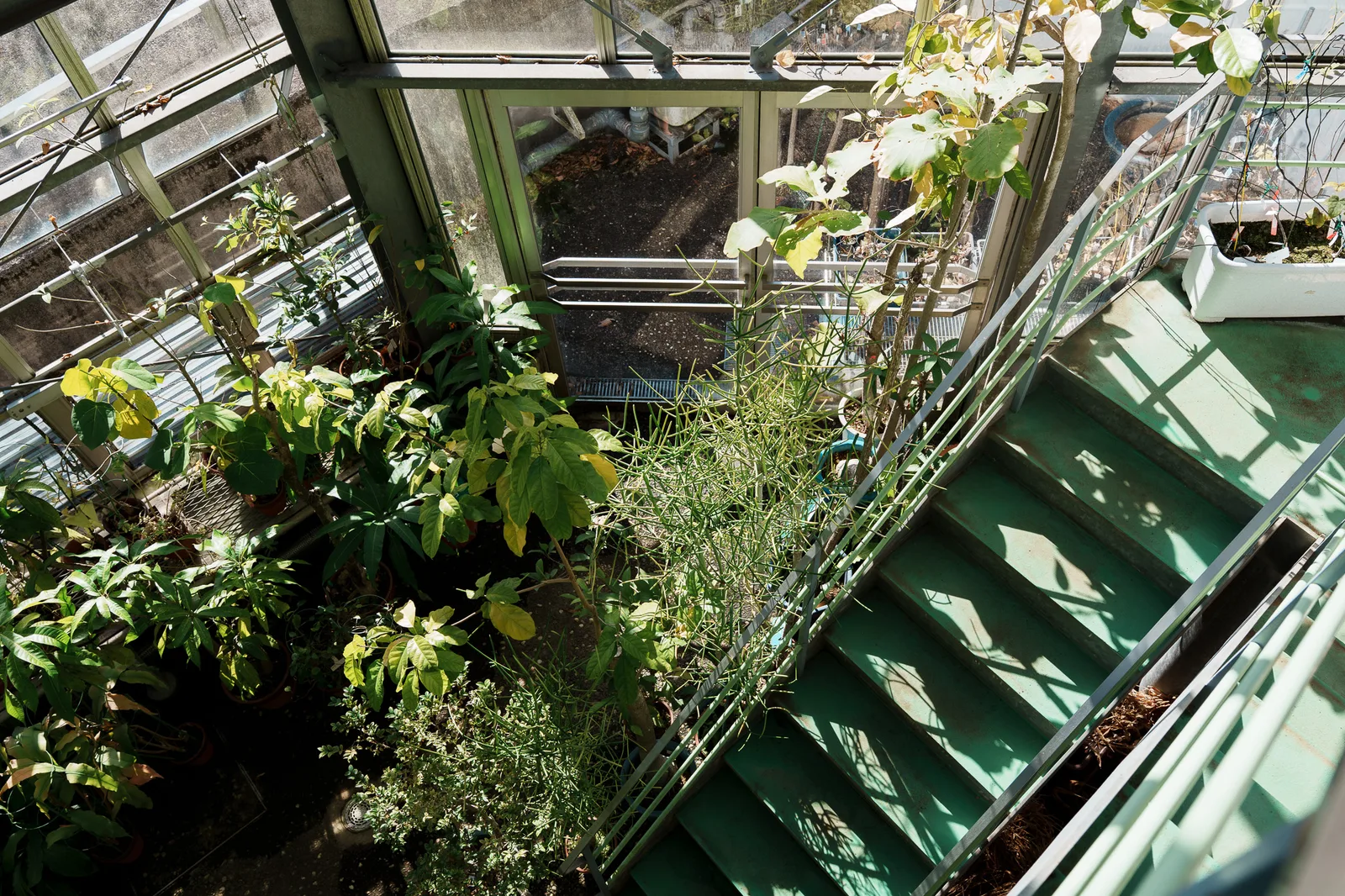 昭和薬科大学薬用植物園-16.jpg