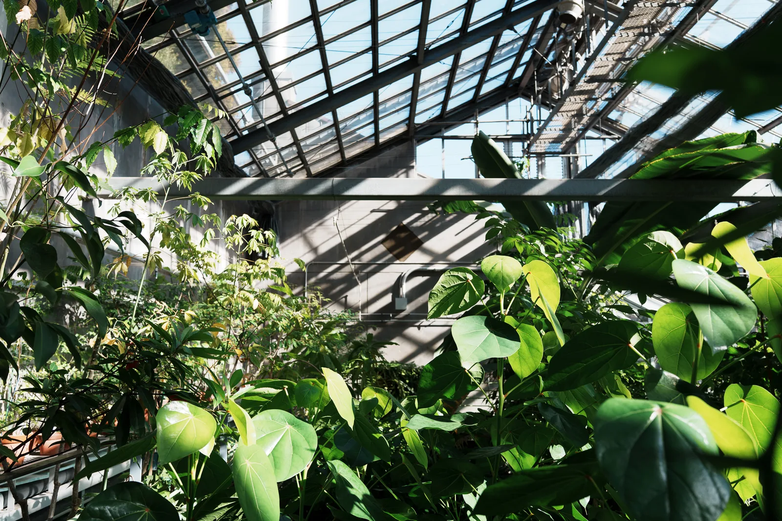 昭和薬科大学薬用植物園-17.jpg