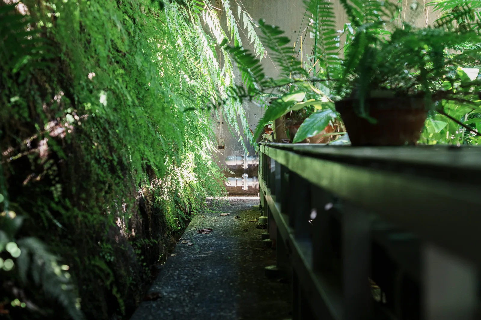 昭和薬科大学薬用植物園-10.jpg