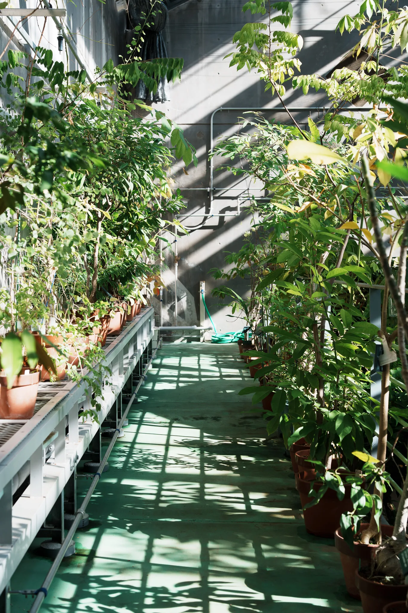 昭和薬科大学薬用植物園-19.jpg