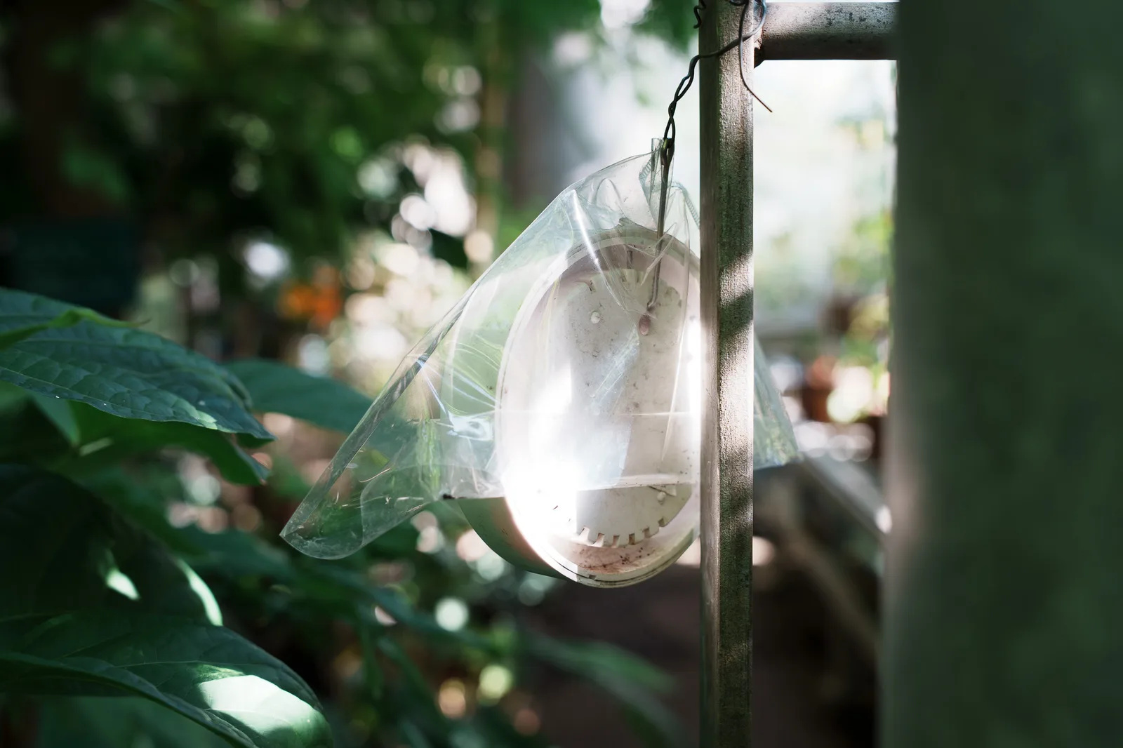 昭和薬科大学薬用植物園-07.jpg