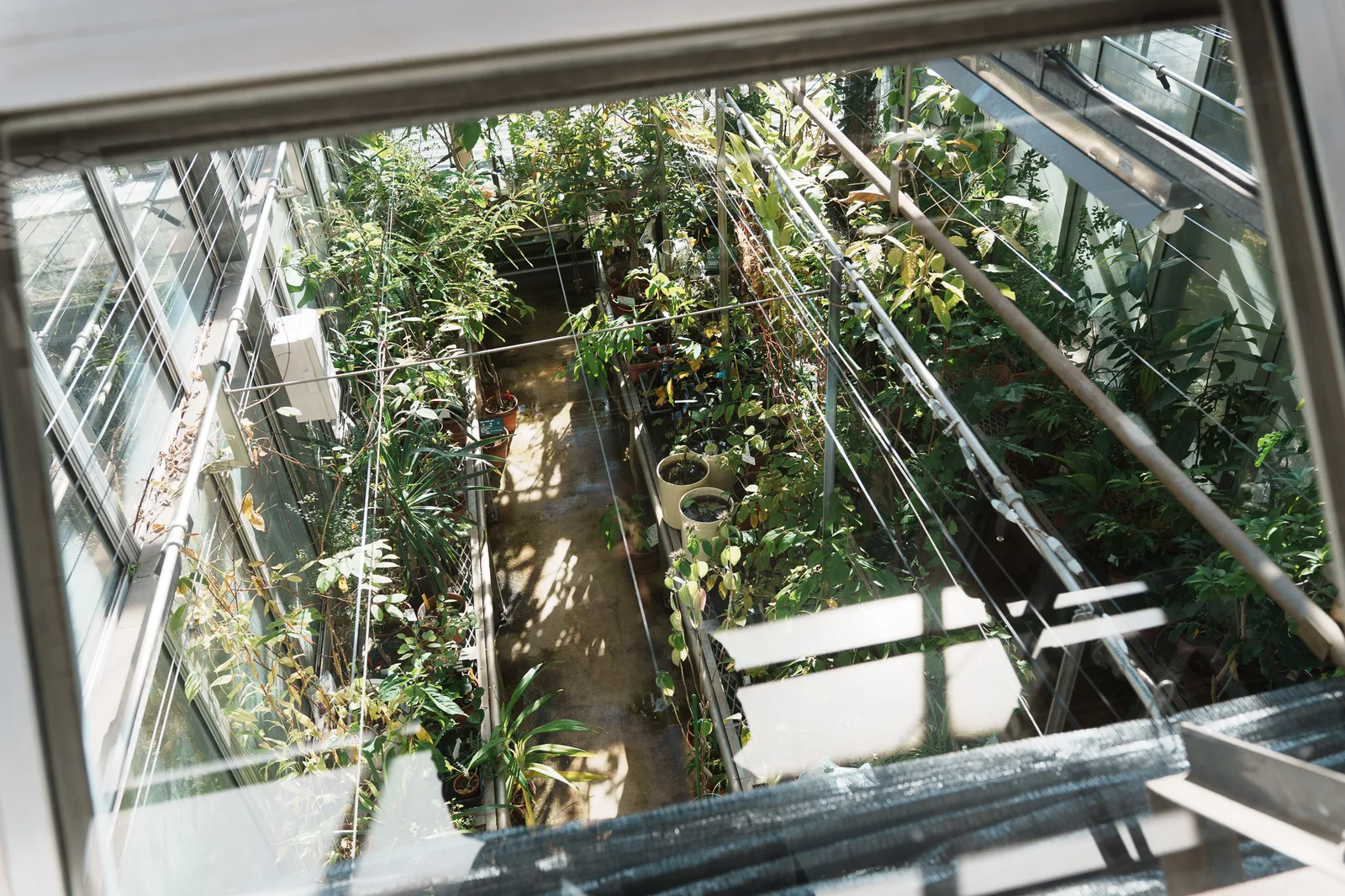昭和薬科大学薬用植物園-28.jpg