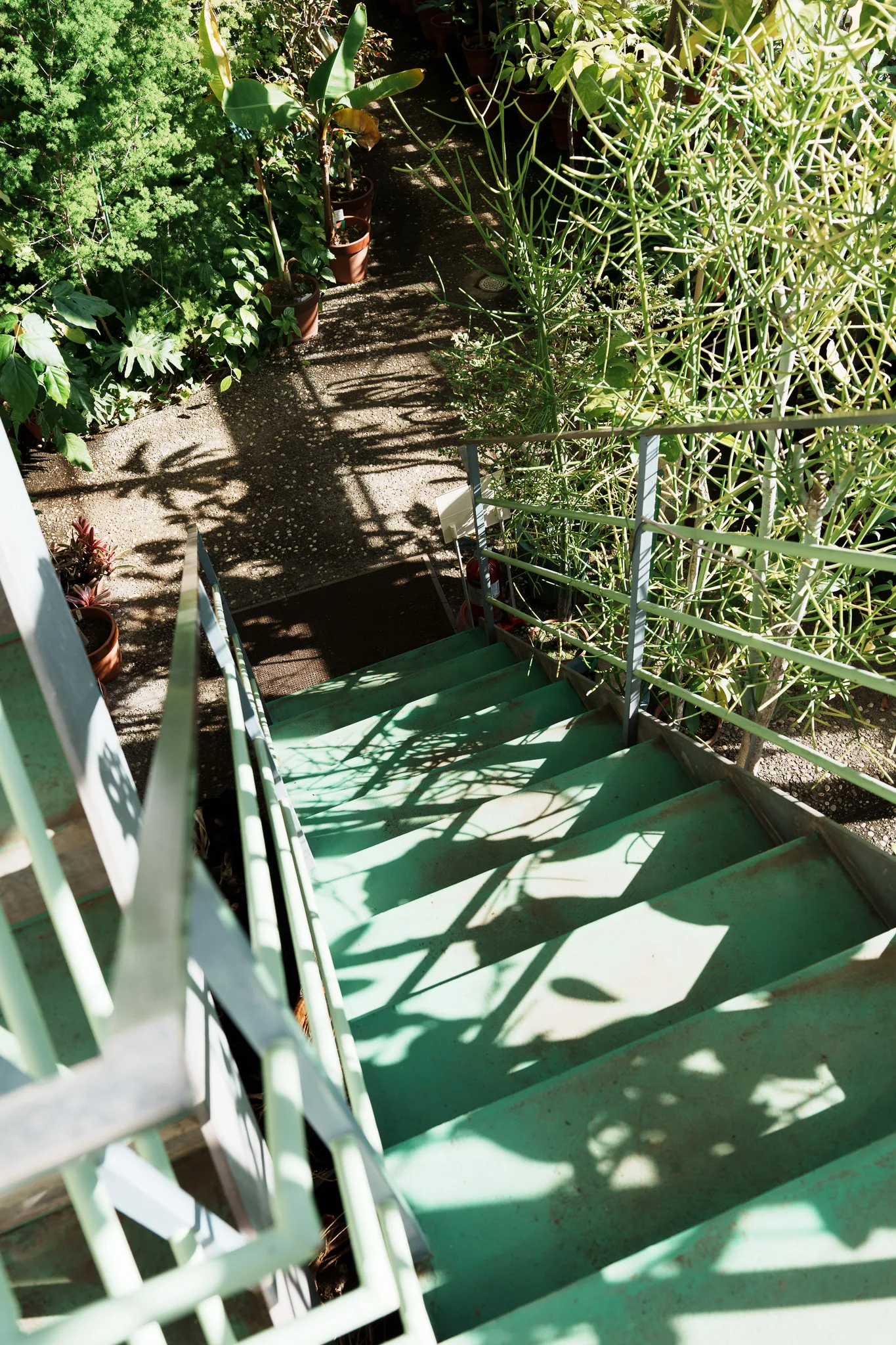 昭和薬科大学薬用植物園-12.jpg