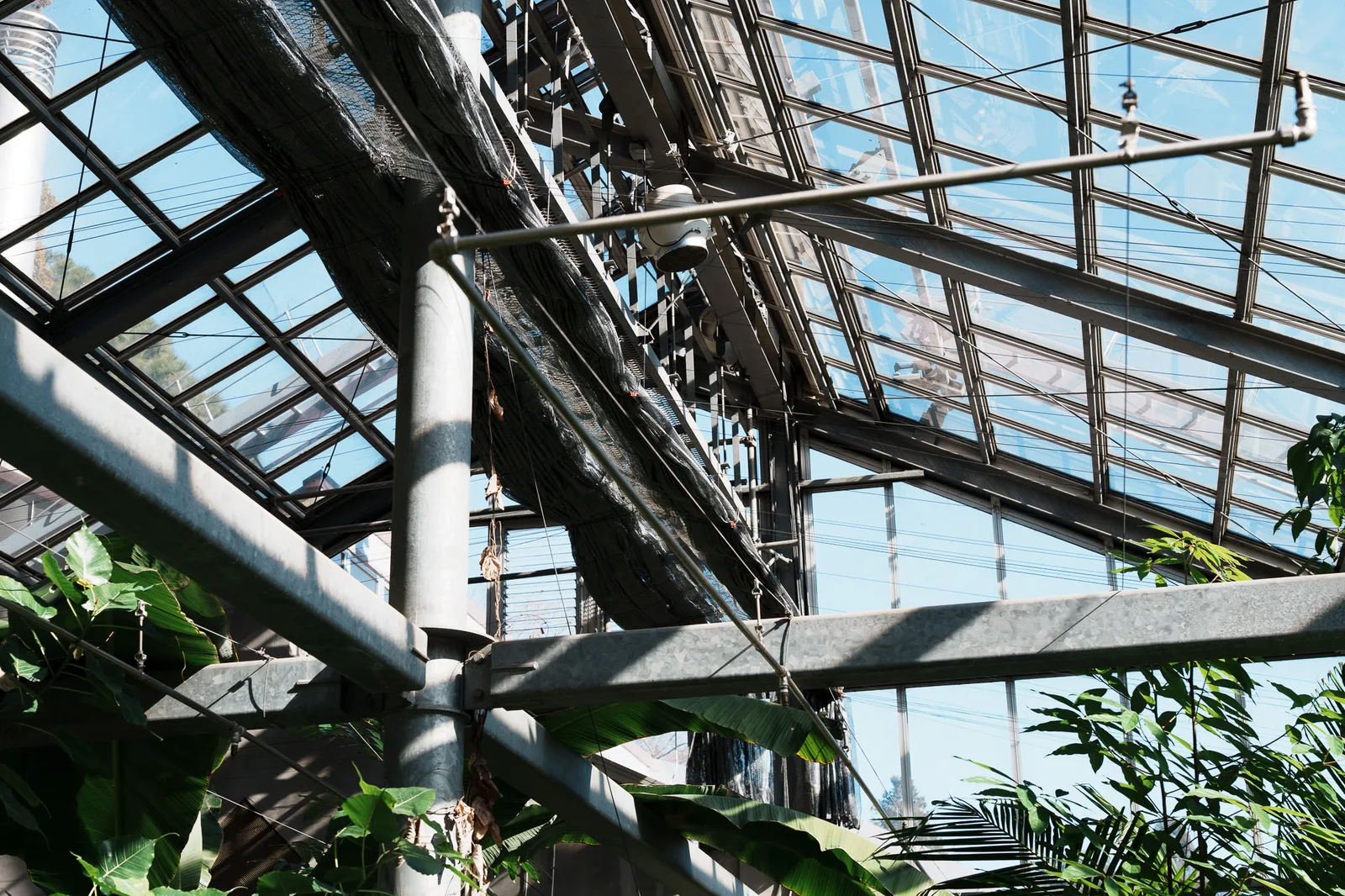 昭和薬科大学薬用植物園-22.jpg