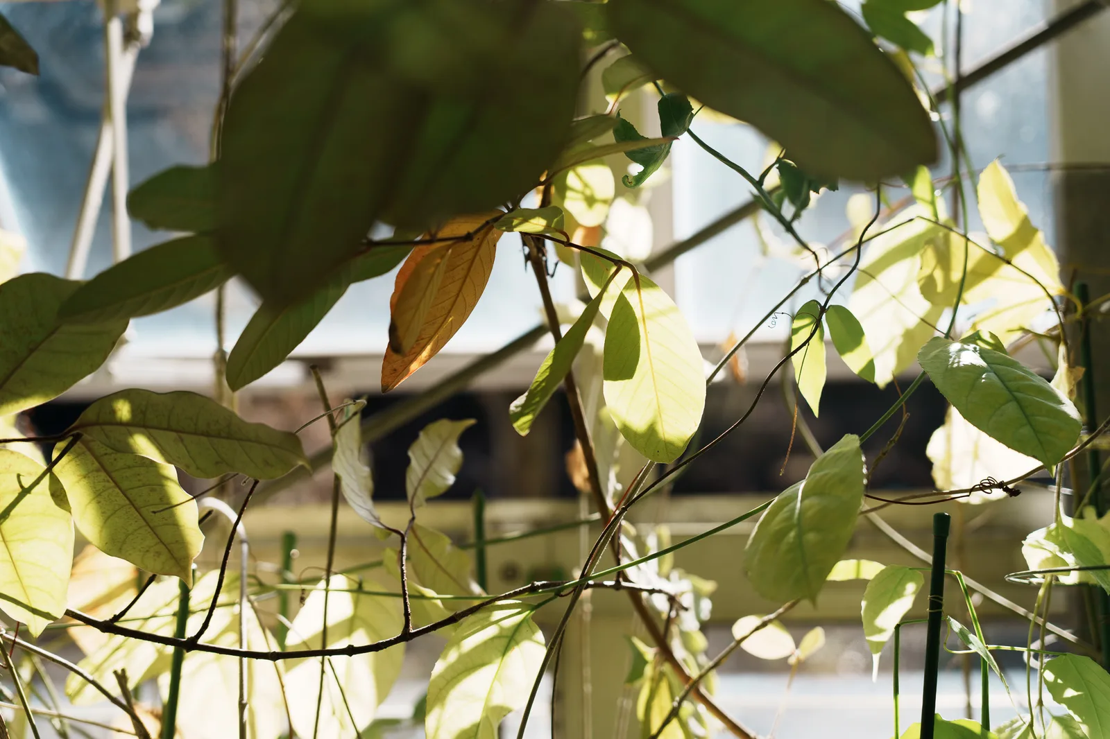 昭和薬科大学薬用植物園-06.jpg