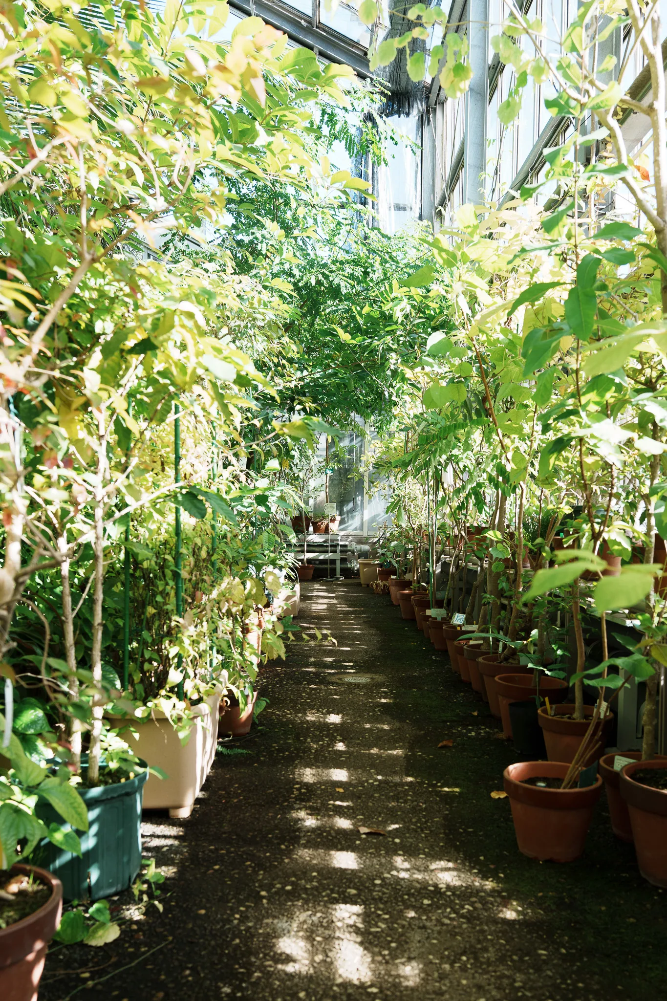 昭和薬科大学薬用植物園-05.jpg
