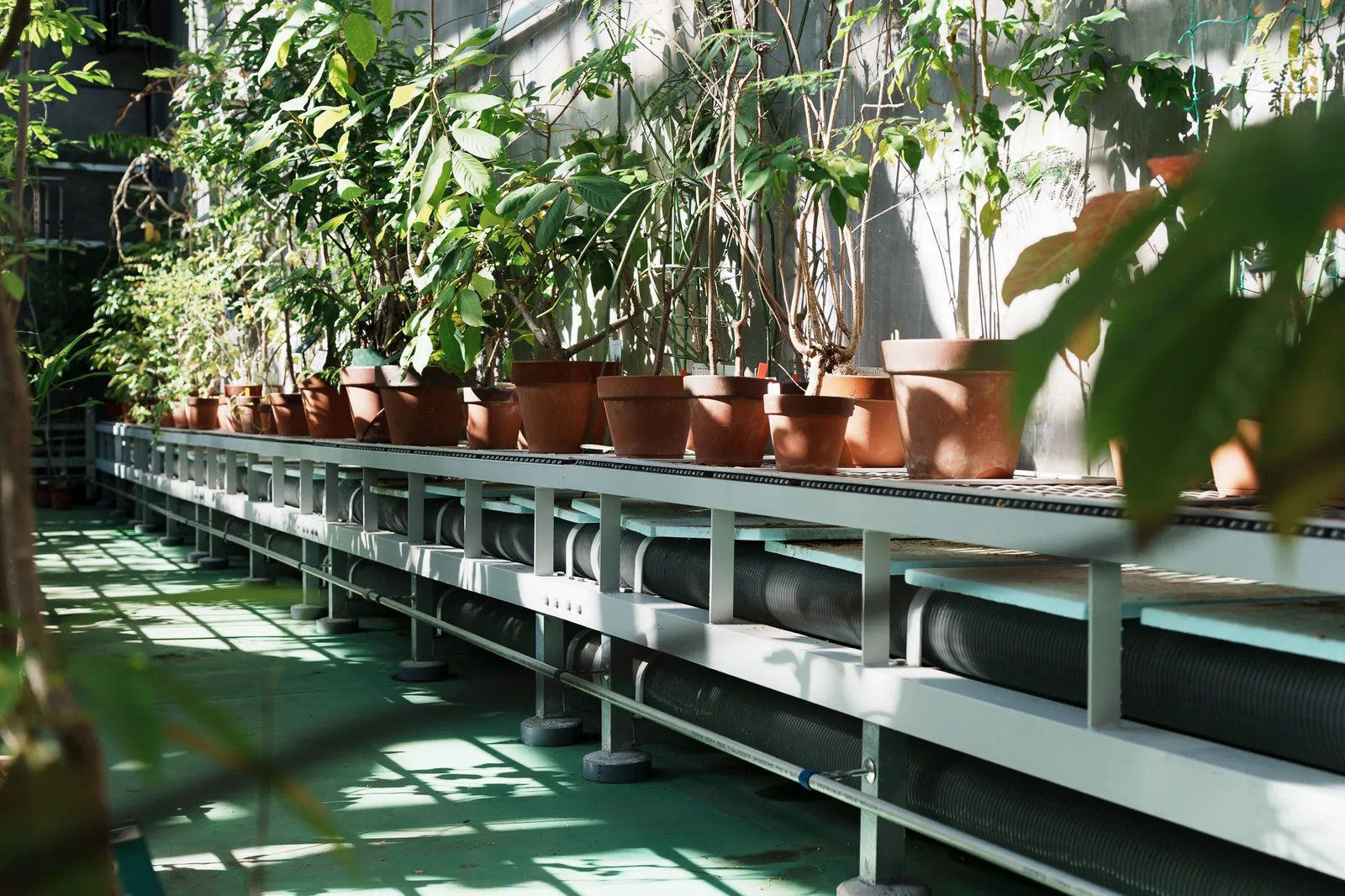 昭和薬科大学薬用植物園-21.jpg
